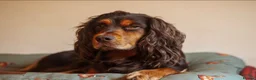 Cocker Spaniel dogs for sale: KC registered working cocker spaniels DNA clear - Advert 8
