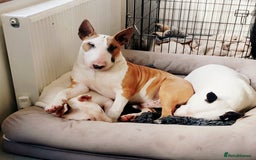 Bull Terrier dogs for stud: English Bull Terrier STUD dog - Image 4