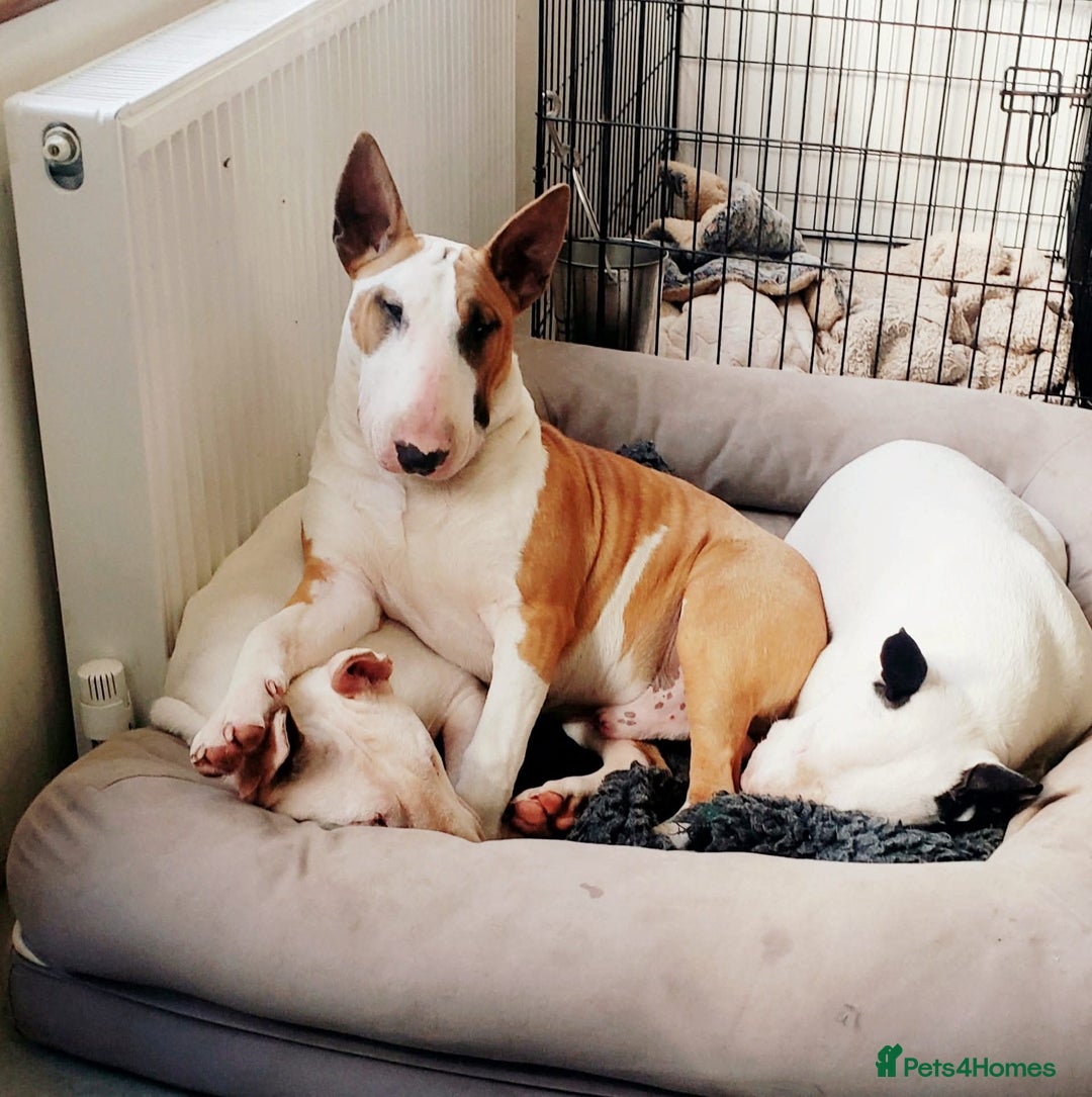 Bull Terrier dogs for stud: English Bull Terrier STUD dog - Image 4
