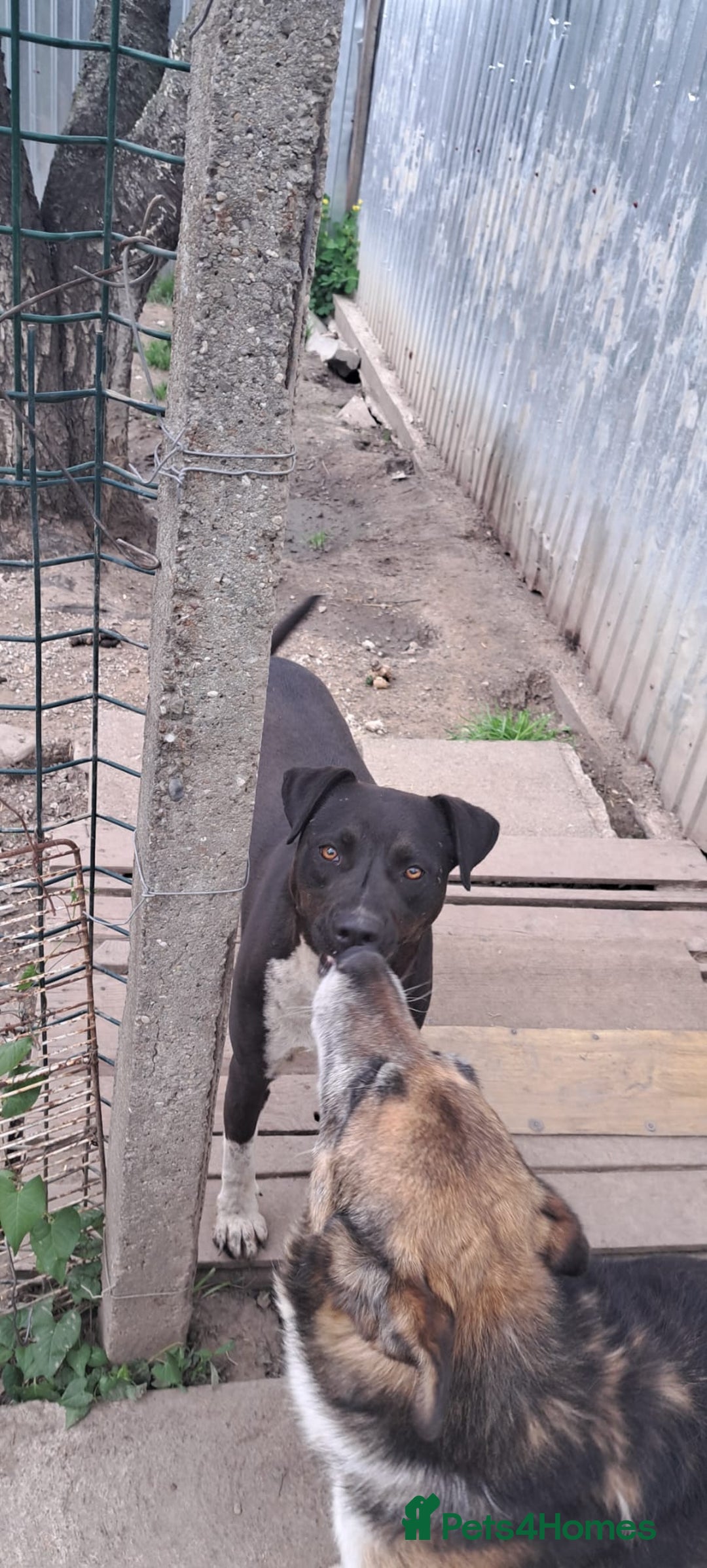 Mixed Breed dogs for adoption: LUCKY - a superb and gentle girl for a Loving Home - Image 7