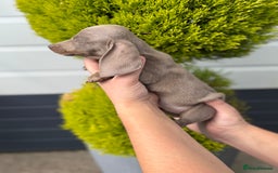 Miniature Dachshund dogs for sale: Miniature Dachshund Puppies (Licensed Breeder) - Image 7
