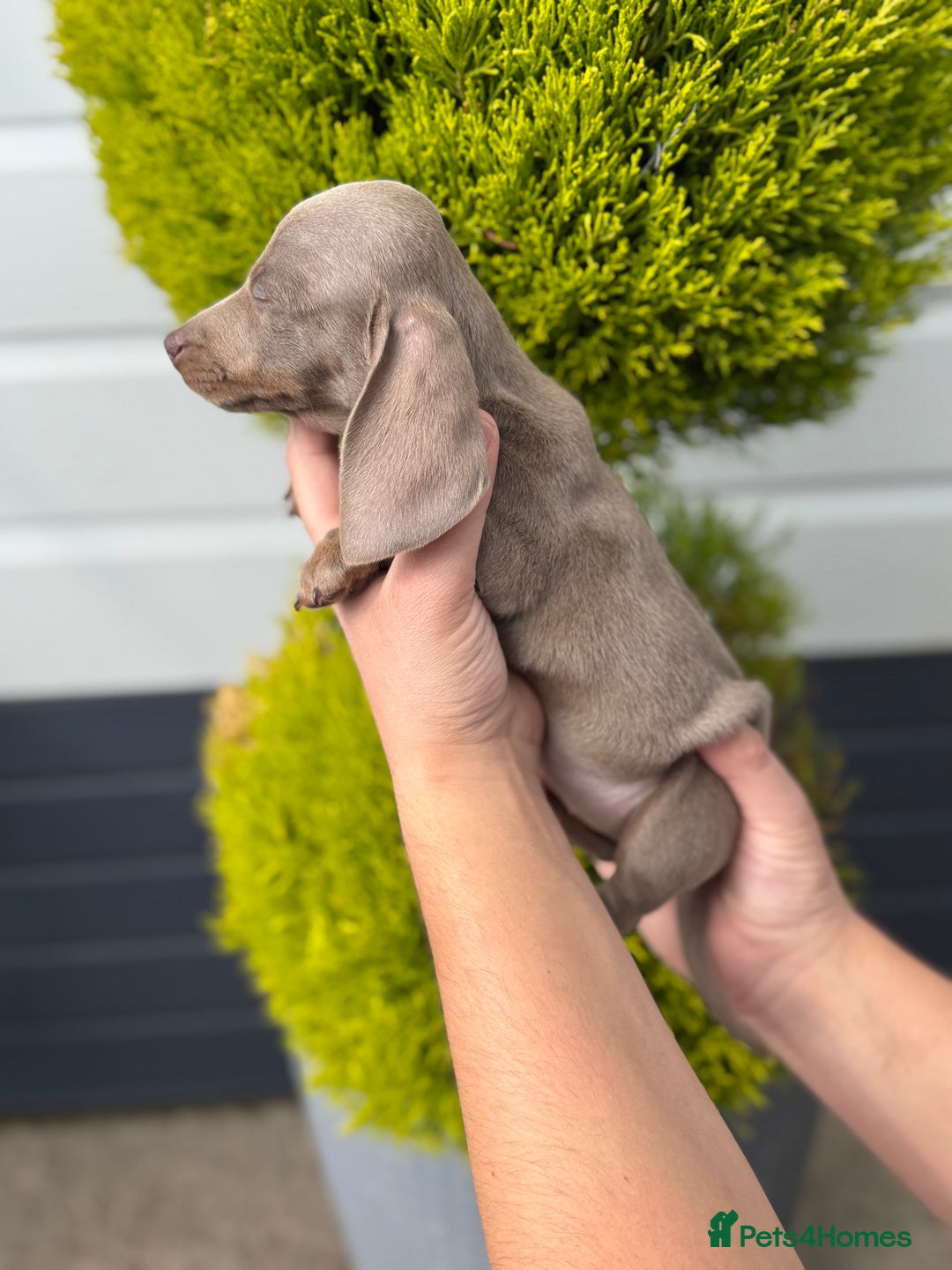 Miniature Dachshund dogs for sale: Miniature Dachshund Puppies (Licensed Breeder) - Image 7