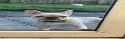 French Bulldog dogs for sale: 6 month French bulldog  in Aberdeen - Advert 4