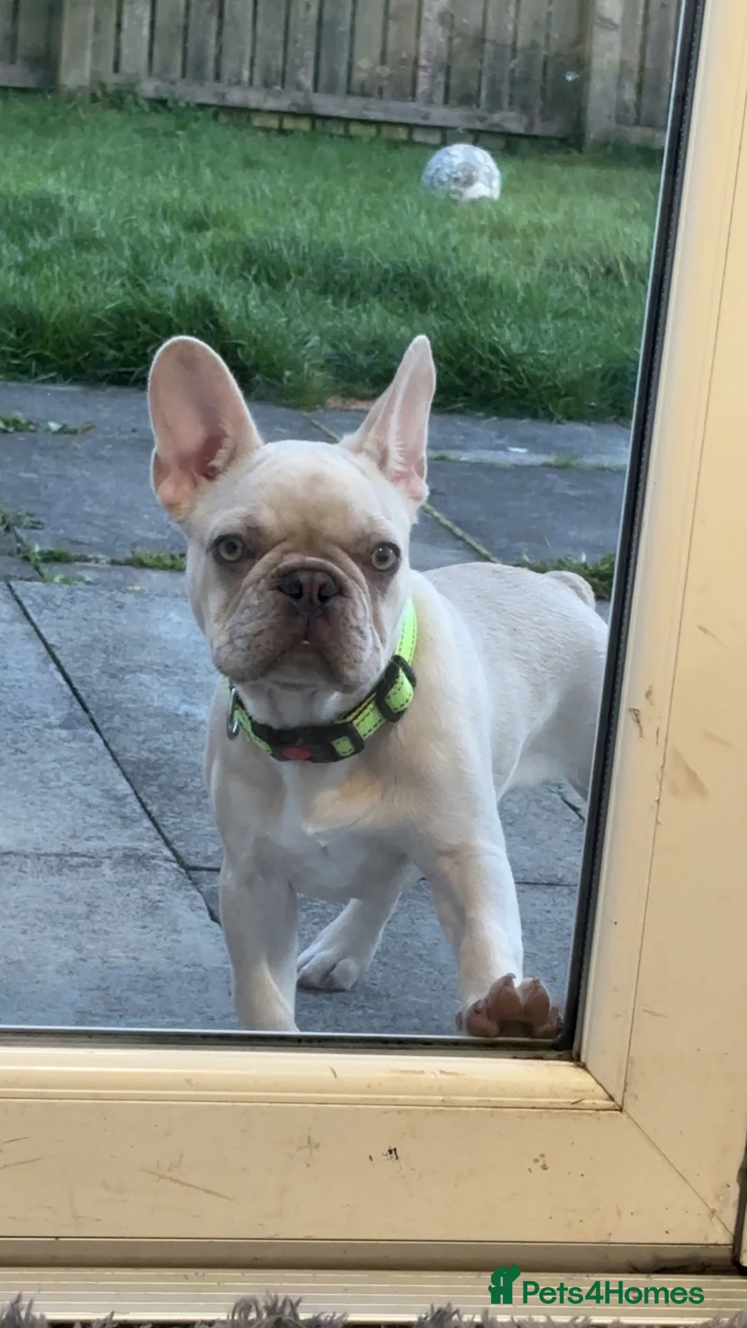 French Bulldog dogs for sale: 6 month French bulldog  in Aberdeen - Advert 4