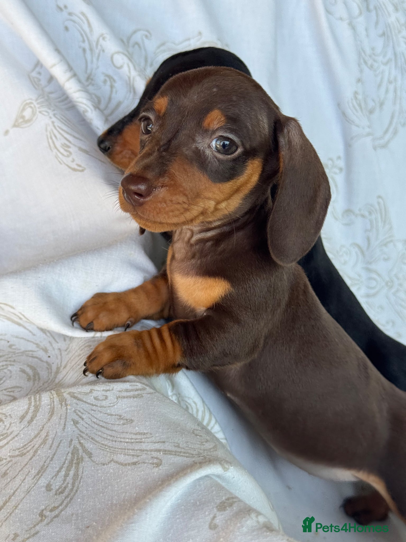 Miniature Dachshund dogs MINIATURE DACHSHUND PUPPIES  - Advert 1
