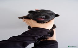 German Shepherd dogs for sale: 7 CHUNKY GERMAN SHEPHERD PUPPIES KC REGISTERED - Image 4