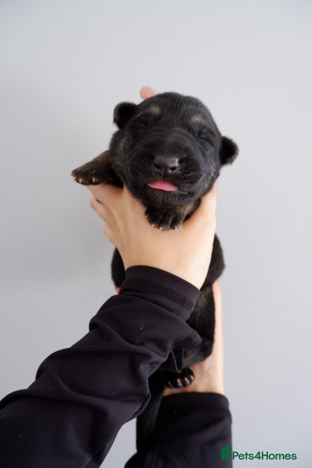 German Shepherd dogs for sale: 7 CHUNKY GERMAN SHEPHERD PUPPIES KC REGISTERED - Image 4