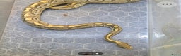 Python Snake reptiles for sale: Multiple adult female royal python  - Advert 3