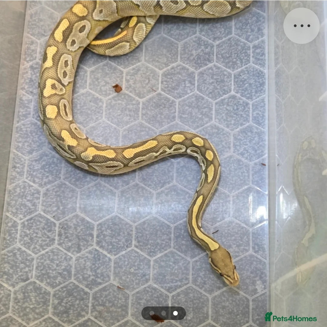 Python Snake reptiles for sale: Multiple adult female royal python  in Hartlepool - Advert 4