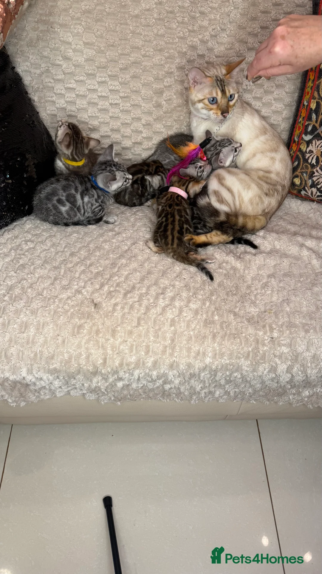 Bengal cats for sale: Pure Bengal kittens for sale just 2 boys left.  - Advert 15