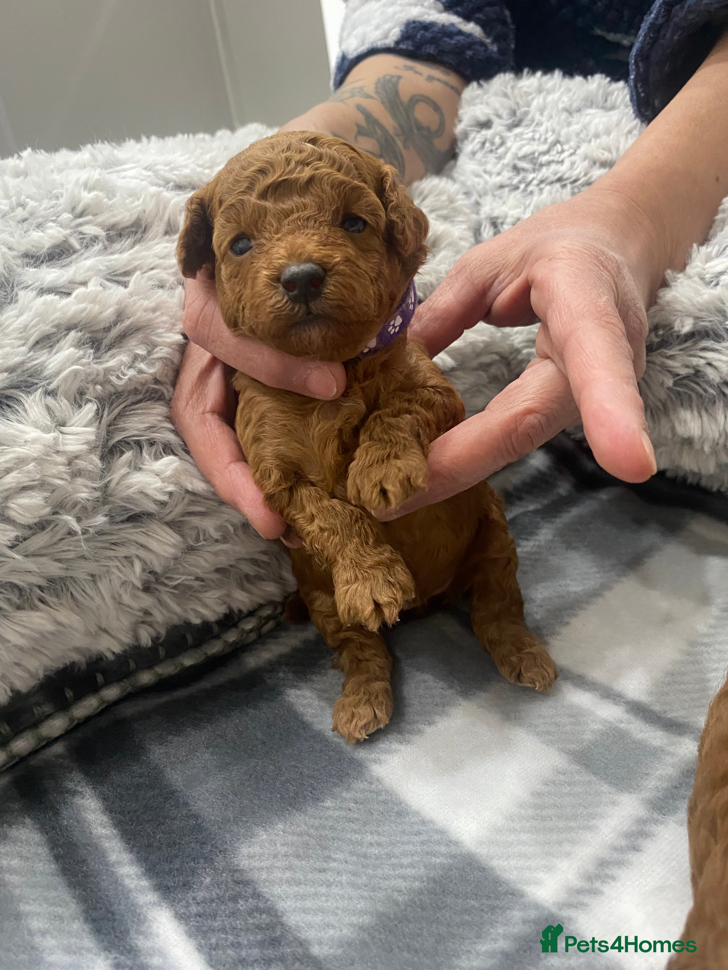Toy Poodle dogs Pure red toy poodle FEMALE puppies for sale - Advert 18