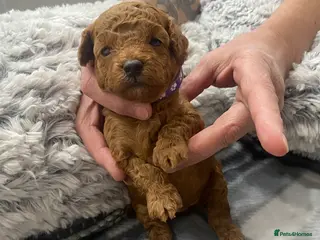 Toy Poodle dogs Pure red toy poodle FEMALE puppies for sale - Advert 18