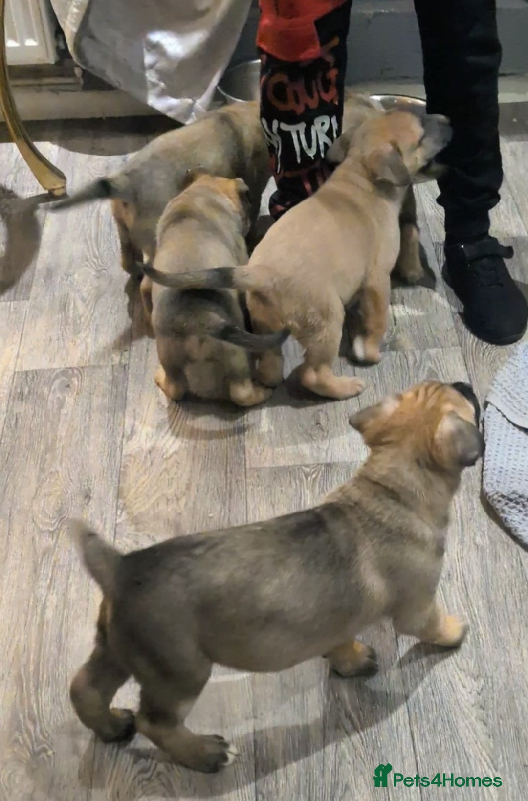 Mixed Breed dogs for sale: MixedBreed Mum Bullboxer Dad-King German Shepherd  - Advert 6