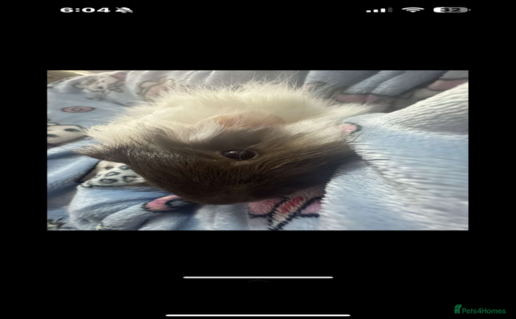 Guinea Pig rodents - Advert 8