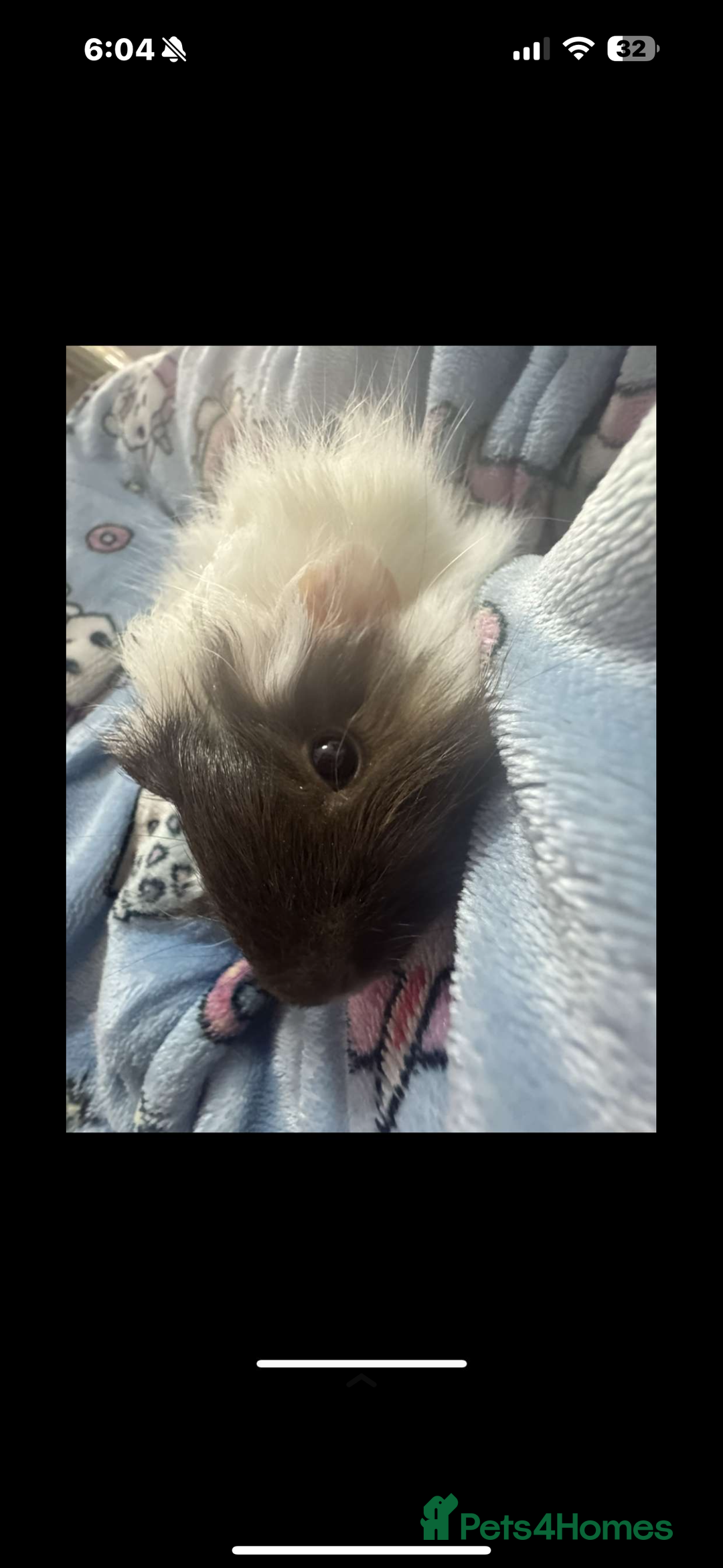 Guinea Pig rodents for sale: 2 lovely guinea pigs with cage and food - Image 1