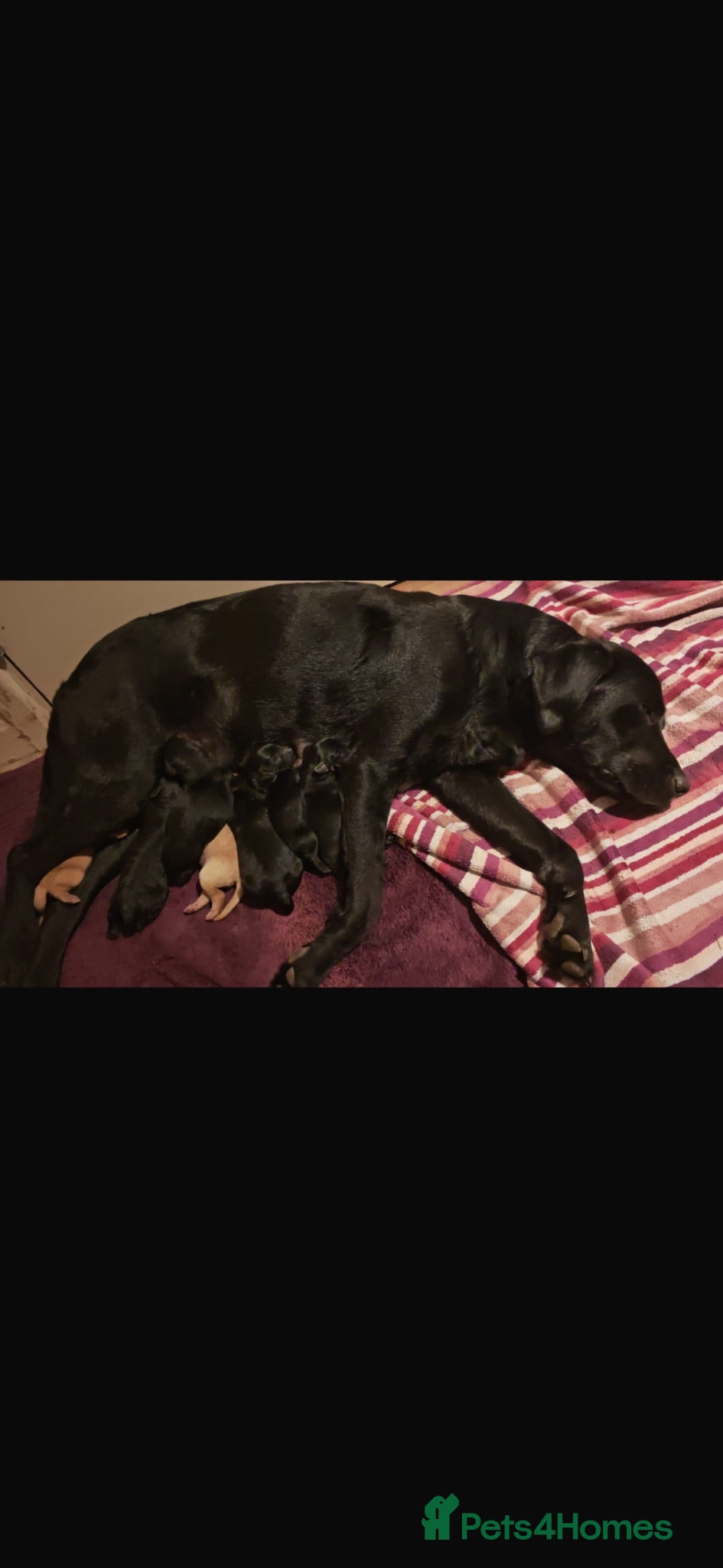 Labrador Retriever dogs Kc reg labradors - Advert 1