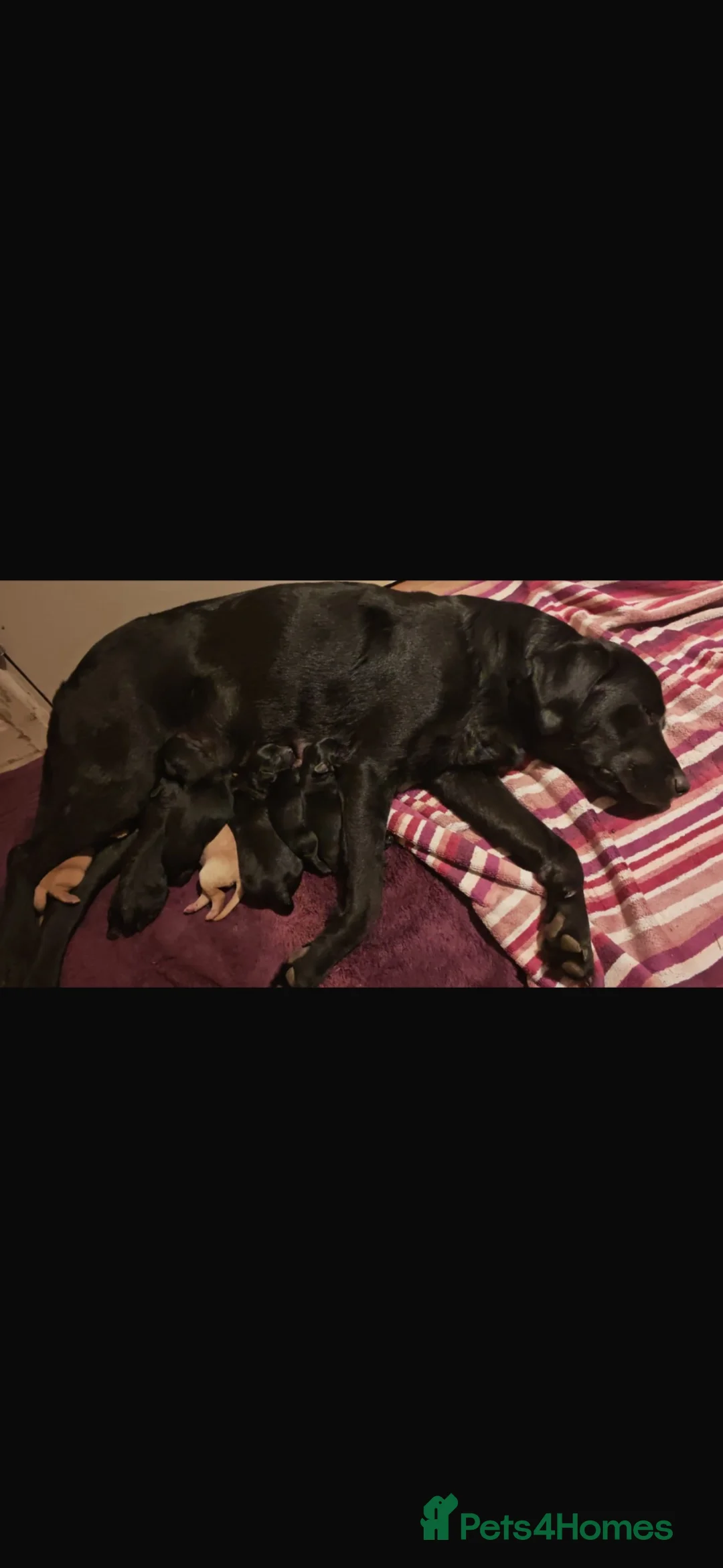 Labrador Retriever dogs for sale: Kc reg labradors - Advert 1