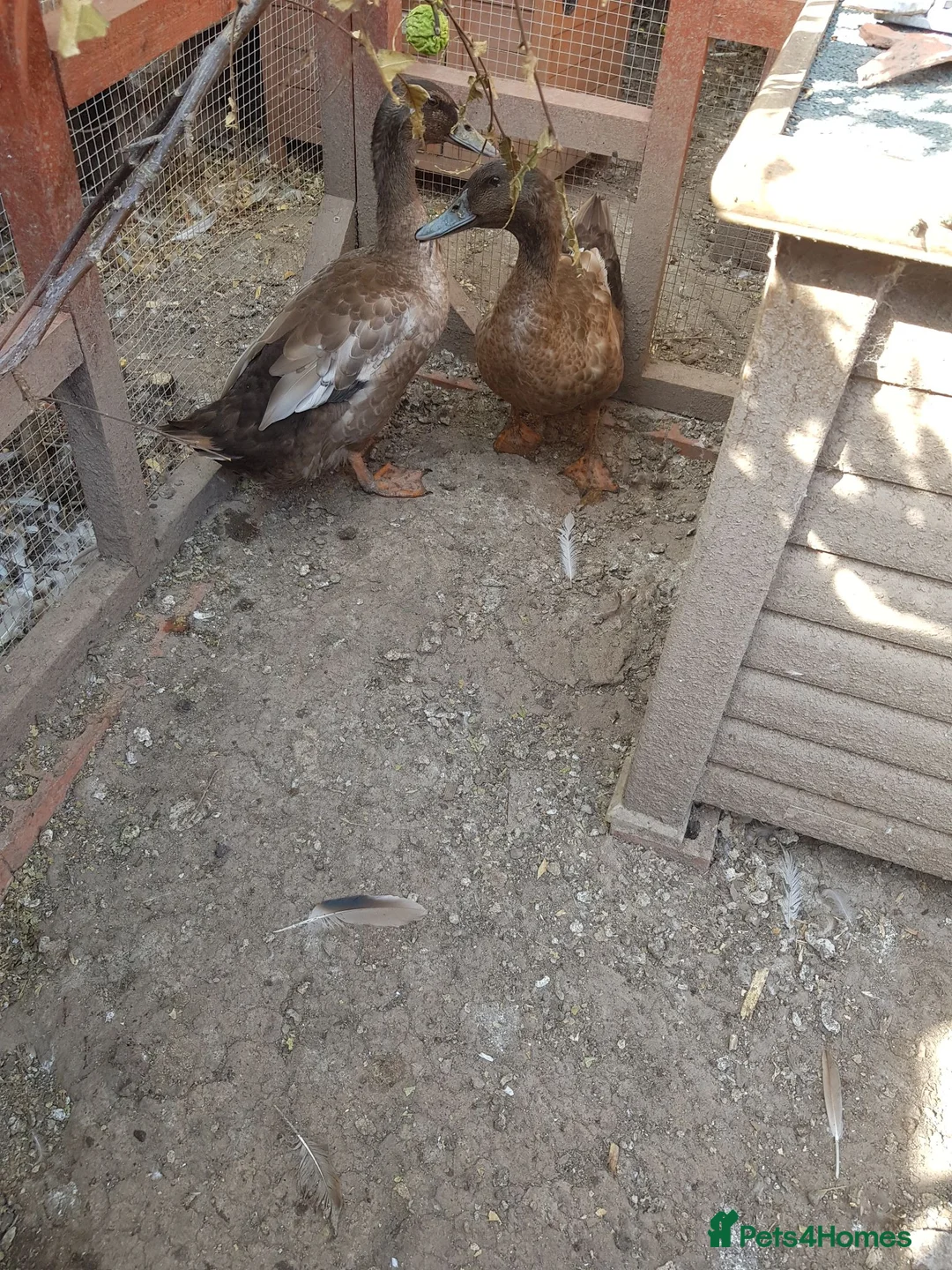 Ducks poultry for sale: Khakicampbell in Gainsborough - Advert 2
