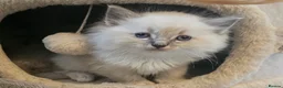 Ragdoll cats for sale: Stunning ragdoll kittens - Advert 12