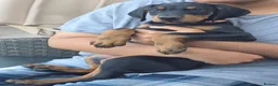 Dobermann dogs for sale: READY NOW - Last Boy Available  - Advert 5