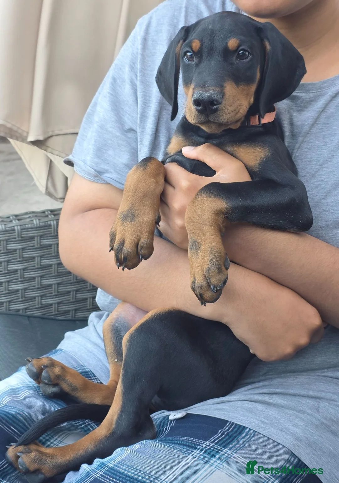 Dobermann dogs for sale: READY NOW - Last Boy Available  - Advert 5