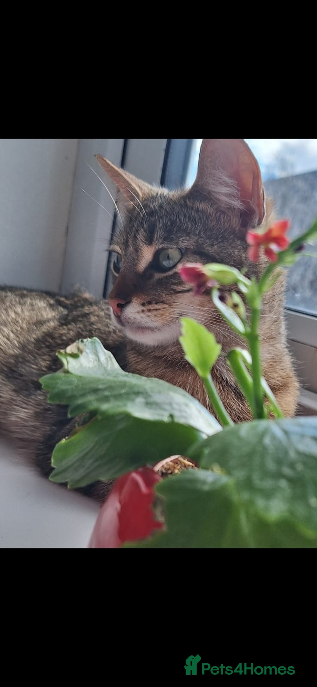 Mixed Breed cats for sale: 3 Bengal mix kittens ready for their new homes - Image 6