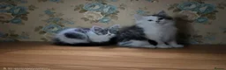 Siberian cats for sale: Siberian kittens with pedigree READY TO GO  - Advert 13