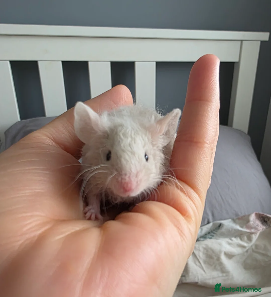 Mouse rodents for sale: 3 fluffy girls looking for home - Advert 1