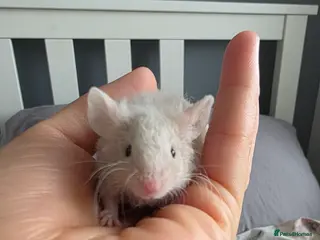 Mouse rodents 3 fluffy girls looking for home - Advert 1