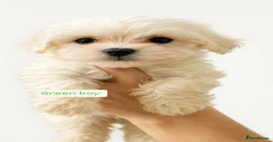 Maltipoo dogs - Advert 7