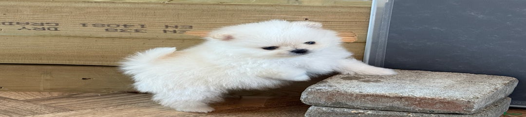 Pomeranian Puppy 1