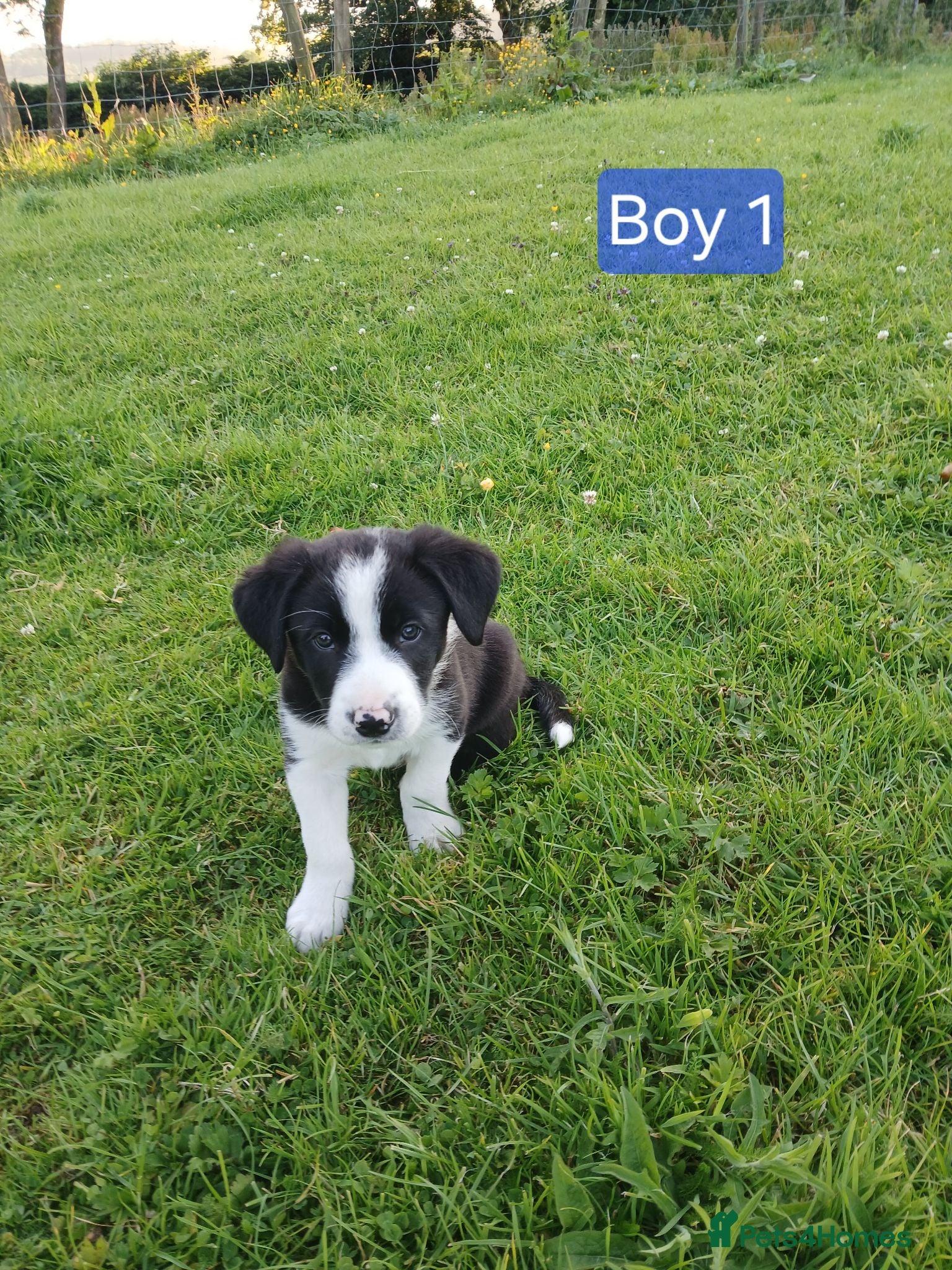 Border Collie dogs **Border Collie Pups for Sale** - Advert 1