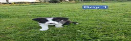Border Collie dogs for sale: Border collie pups for sale - Advert 7