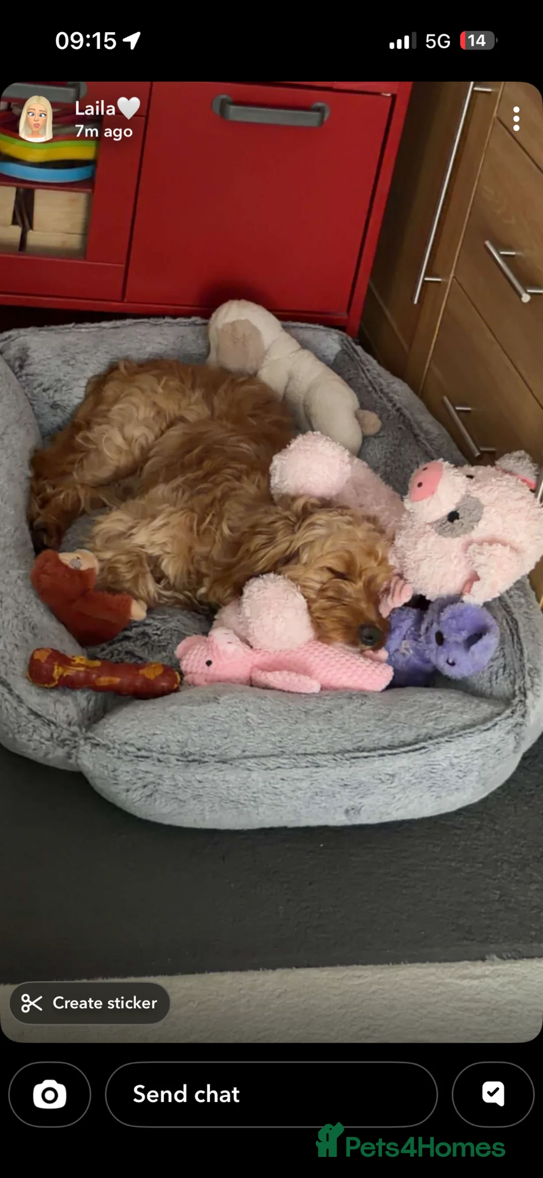 Mixed Breed dogs for sale: Daisy the cockapoo/ Cavapoo puppy  in Southampton - Advert 2
