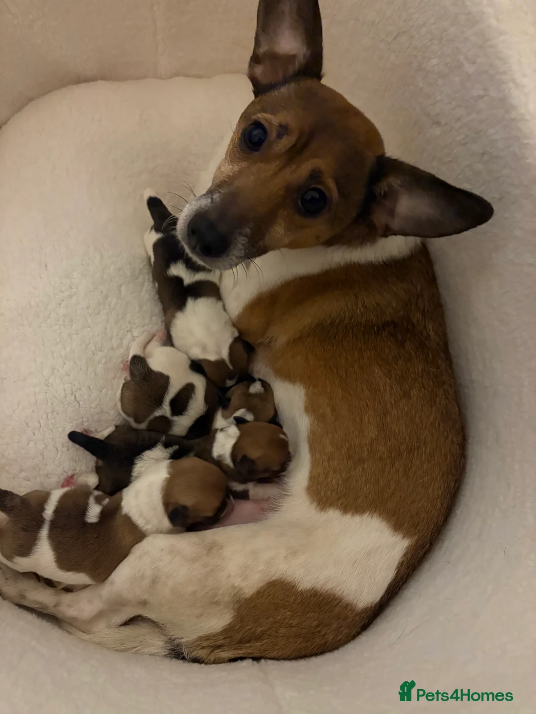 Jack Russell dogs for sale: Jack Russel puppies  - Advert 1