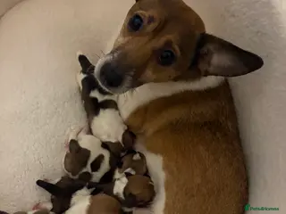 Jack Russell dogs Jack Russel puppies - Advert 1