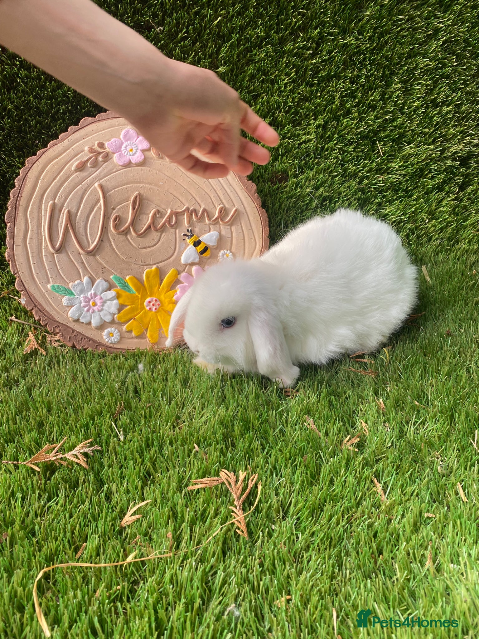 Mini Lion Lop rabbits Mini lop girl  - Advert 3