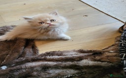 Persian cats for sale: 2 stunning full Persian  kittens ready now  - Image 6