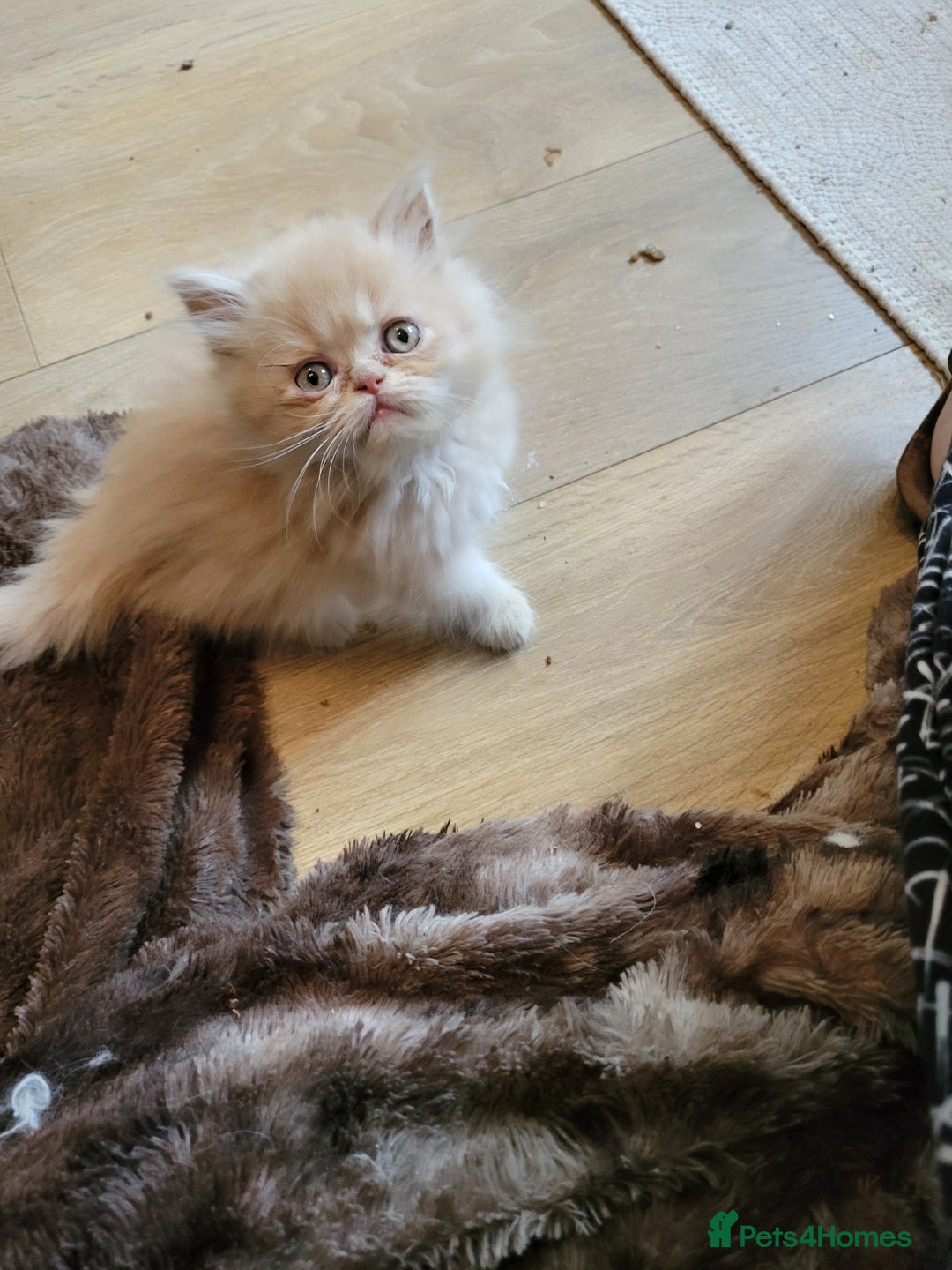 Persian cats for sale: 2 stunning full Persian  kittens ready now  - Image 6