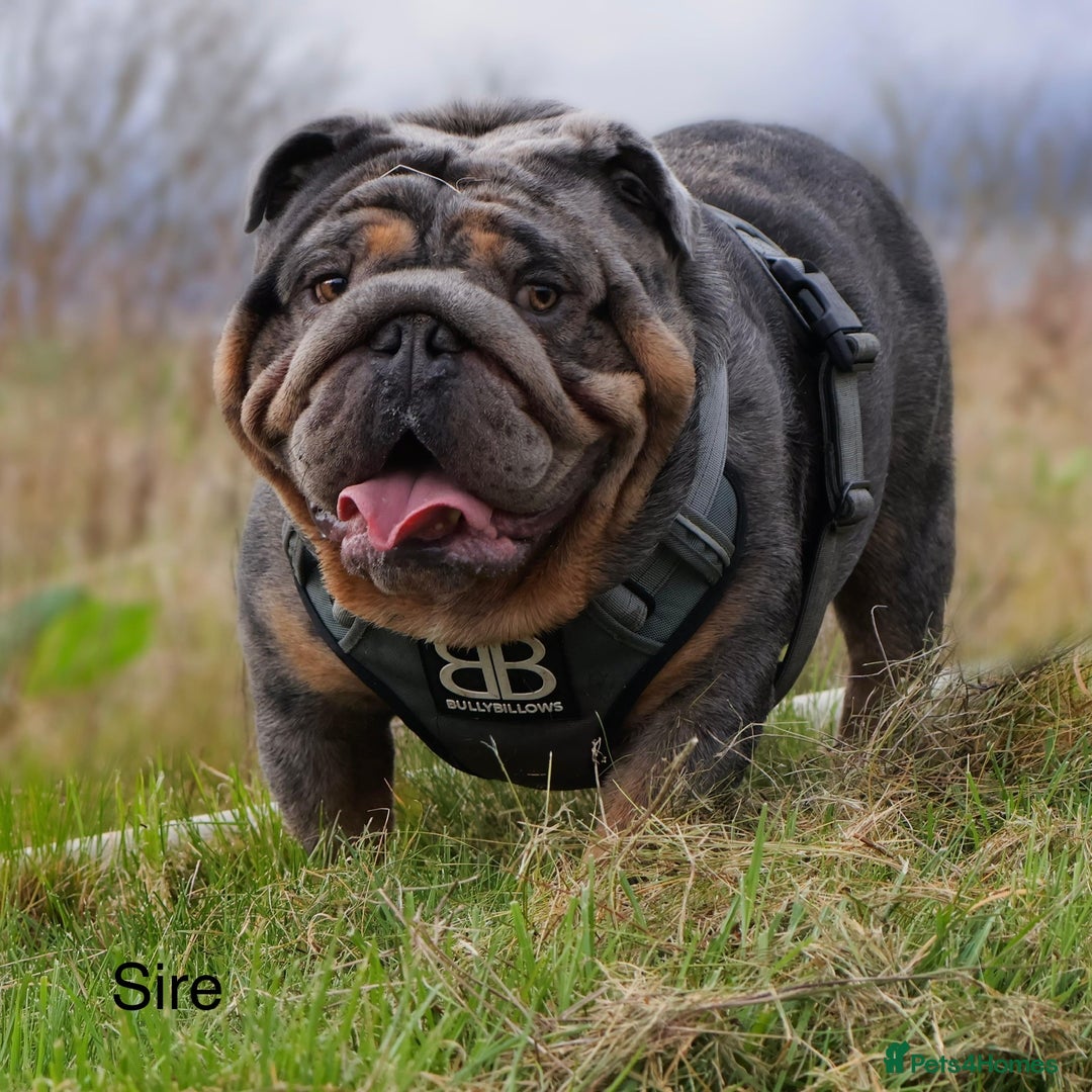 English Bulldog dogs for sale: 2 outstanding English Bulldog Pups 🩷  - Image 24