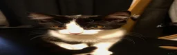 Mixed Breed cats for sale: Free Little girl Kitten in Birmingham - Advert 4
