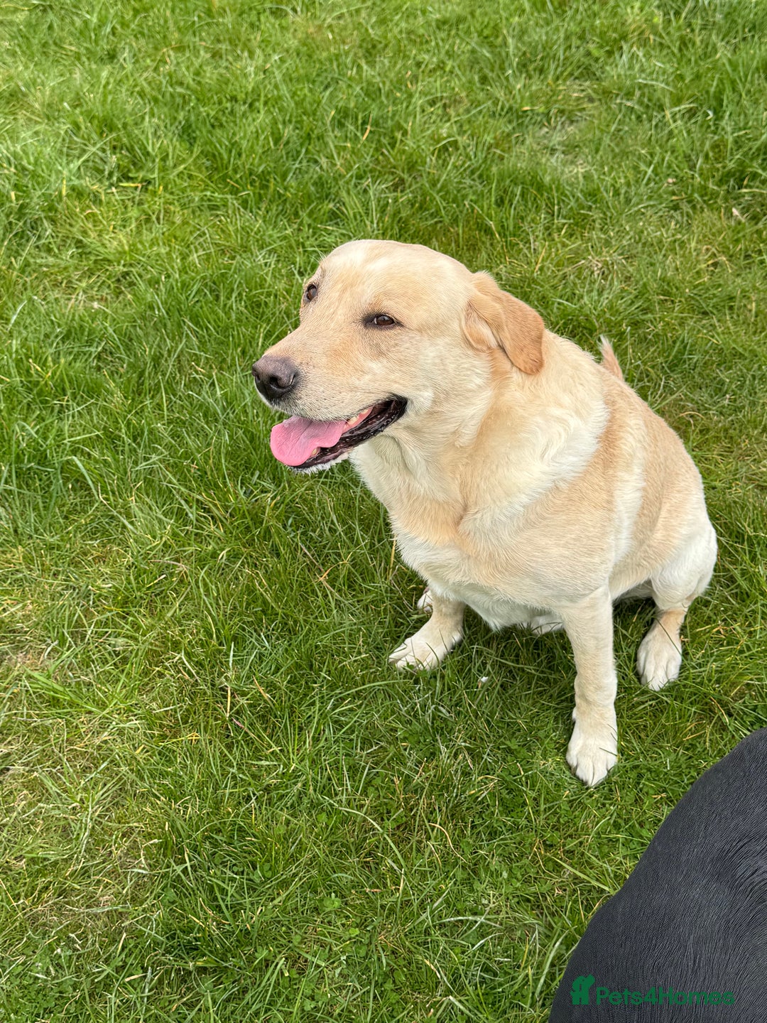 Labrador Retriever dogs for sale: Black Pure bred kg reg Labrador for sale  - Image 8