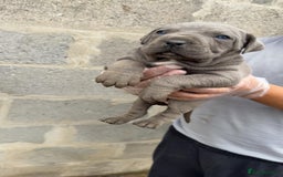 Cane Corso dogs for sale: Top Quality Purebred 8 Blue Cane Corso Puppies  - Advert 3