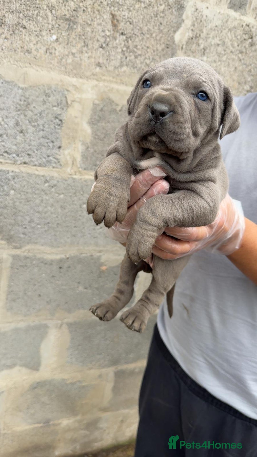 Cane Corso dogs for sale: Top Quality Purebred 8 Blue Cane Corso Puppies  - Advert 3