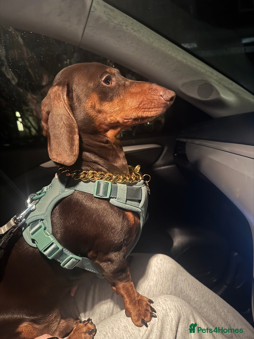 Dachshund dogs for stud: My beautiful bear❤️ - Advert 8