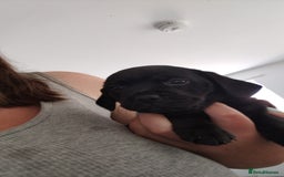Mixed Breed dogs for sale: Female left - Image 1