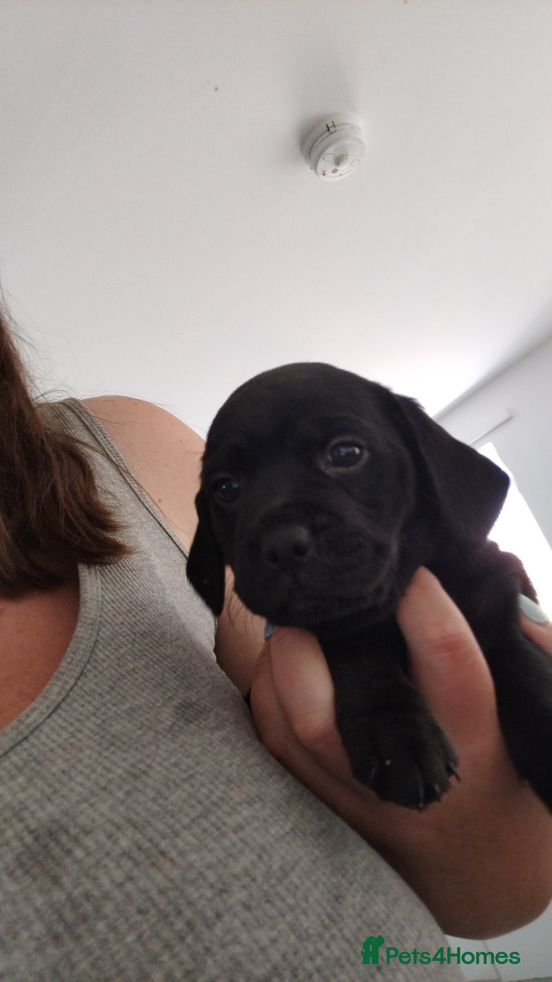 Mixed Breed dogs for sale: Female left - Image 1