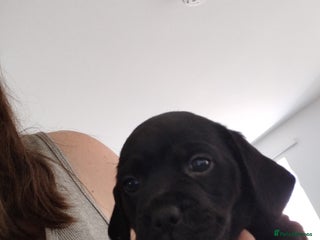 Mixed Breed dogs - Advert 17