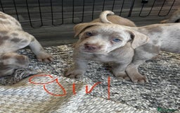 Cane Corso dogs for sale: Cane corso pups  - Image 9