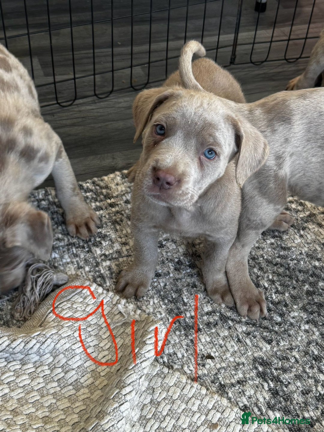 Cane Corso dogs for sale: Cane corso pups  - Image 9